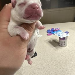 French Bulldog Puppies from 330 Ohio Kennel