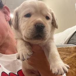 Yellow girl - Yellow female Labrador Retriever puppy in Waterford, Connecticut from Butlertown Labradors