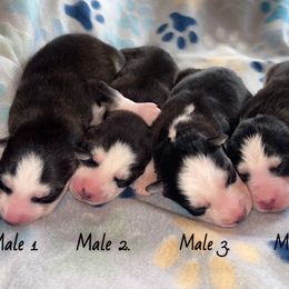 2 - Black and white male Siberian Husky puppy in Solon Springs, Wisconsin from Snowfall Siberians