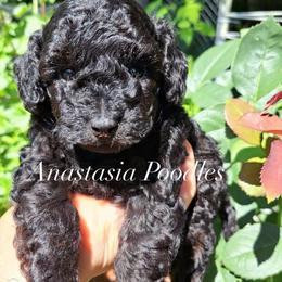 Boy 2 - Black male Poodle puppy in Oceanside, New York from Anastasia Poodles three four seven seven five four two three four five