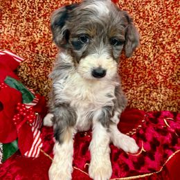 Holly - Blue merle female Aussiedoodle puppy in Marshall, Arkansas from Buffalo River Puppies