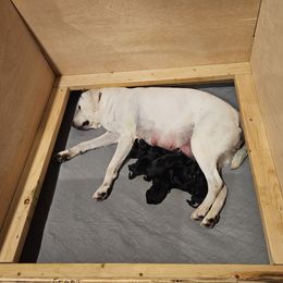 Labrador Retriever Puppies from Lakeside Labs