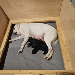 Labrador Retriever Puppies from Lakeside Labs