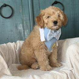 Ash - Red  male Goldendoodle puppy in Layton, Utah from Gracious Doodle Dogs