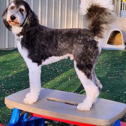 Bernedoodle and Goldendoodle All Grown Up from Quartz Mountain Doodles
