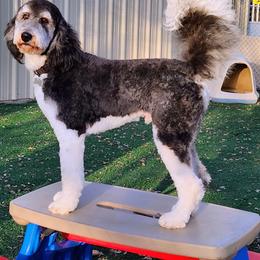 Bernedoodle and Goldendoodle All Grown Up from Quartz Mountain Doodles
