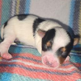 Parti Boy - Parti male Yorkshire Terrier puppy in Lakeland, Florida from You Me & The Yorkies