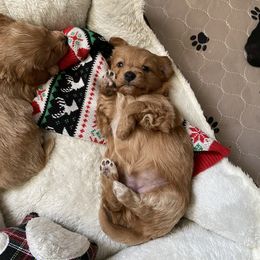Cavapoo and Poodle Puppies from Coopers Lane Puppies