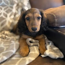 Dachshund Puppies from Aster Creek Kennel