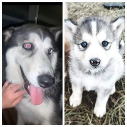 Siberian Husky Puppies from Dixie's Siberians