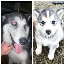 Siberian Husky Puppies from Dixie's Siberians