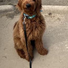 Bernedoodle and Goldendoodle All Grown Up from Kimberlee’s Kennels