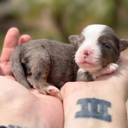Storm - Blue merle female Miniature American Shepherd puppy in Tucson, Arizona from Outlaw Minis