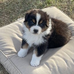 Australian Shepherd Puppies from South Ridge Aussies