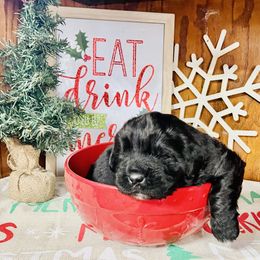 Newfoundland and Shih Tzu Puppies from Grand Meadow Newfoundlands