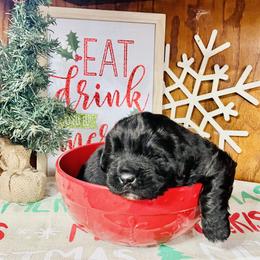 Newfoundland and Shih Tzu Puppies from Grand Meadow Newfoundlands