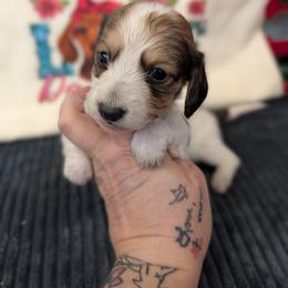 Bo - Piebald male Dachshund puppy in Barnard, Missouri from KB Doxies