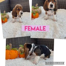Basset Hound Puppies from Little Patch of Heaven