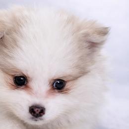 Pomskies from Kayla M Smith