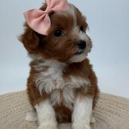 D-Purple Girl - Red  female Goldendoodle puppy in Lewisville, Texas from Texas Goldendoodle Lovers