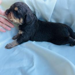 Bones - Red phantom male Aussiedoodle puppy in Berrien Spring, Michigan from Red Bud Beautiful Doodles