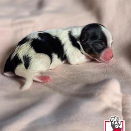 Dylan - Black tan and white female Biewer Terrier puppy in California from Corazon de gigante