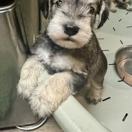Miniature Schnauzers and Toy Australian Shepherds from Roses Halfpint Ranch