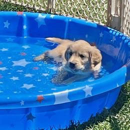 Golden Retriever Puppies from K5 Dog Services