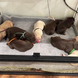 3rd Pick Chocolate Female - Chocolate female Labrador Retriever puppy in Winchester, Kentucky from Bourbon Country Retrievers