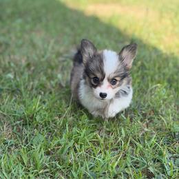 Honeysuckle - Red female Pembroke Welsh Corgi puppy in Fairchild, Wisconsin from Reigning Corgis