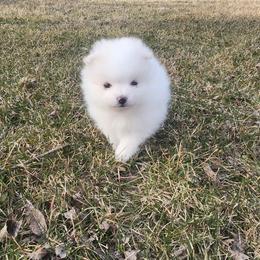 Avalanche - White male Pomeranian puppy in New Salem, North Dakota from Fancy Paws Pomeranians