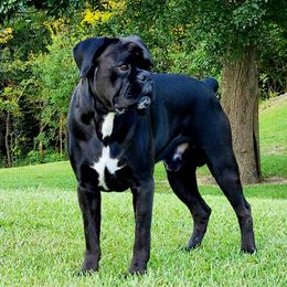 Boxers from Forever Changed Euro Boxers