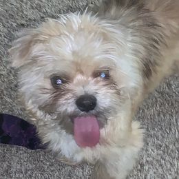 Chase - Shih Tzu