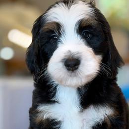Greg - Tri-color male Bernedoodle puppy in Yuciapa, California from AlltheDoodlez_