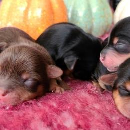 Yorkshire Terrier Puppies from Hip Hoppin Yorkies