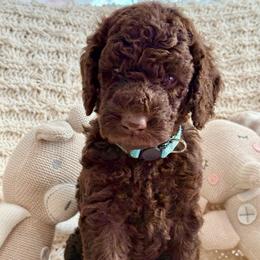 Light Blue - Chocolate female Labradoodle puppy in Chula Vista, California from Coastal Cocoa Labradoodle