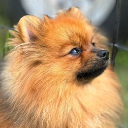 Samson - Pomeranian