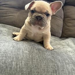 French Bulldog Puppies from Foster Lake Frenchies