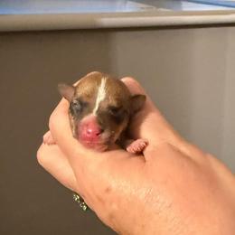 Pup B - White and tan male Toy Fox Terrier puppy in Clermont, Florida from Debbie Hiles's Toy Fox Terriers