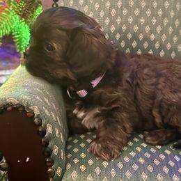 Shiz - Brindle female Cavatzu puppy in Saint Paul, Minnesota from Amy’s Puppy Tzu