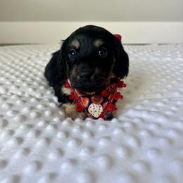 Giorgi - Black and cream female Dachshund puppy in Shelley, Idaho from Journey’s End Dachshunds