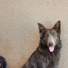 Glitch - German Shepherd