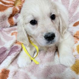 Yellow girl - Light golden female Golden Retriever puppy in Tylertown, Mississippi from Southern Paws, LLC