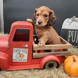 Colt - Red male Dachshund puppy in Smallett, Missouri from Doxie Holler