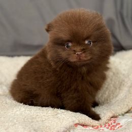 Raph - Chocolate male Pomeranian puppy in Kosciusko, Mississippi from Prancing Poms