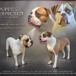 American Bulldog puppies from Havicans American Bulldogs
