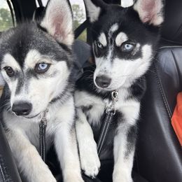 Pomskies from Allis Palace Pomskies