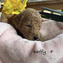 Daffy - Apricot female Poodle puppy in Greenwich, New York from MizzElle’s Standard Poodles