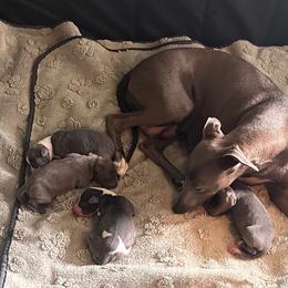 Italian Greyhound Puppies from Fisher Link