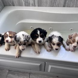 Australian Shepherd Puppies from A Beautiful Soul Aussies